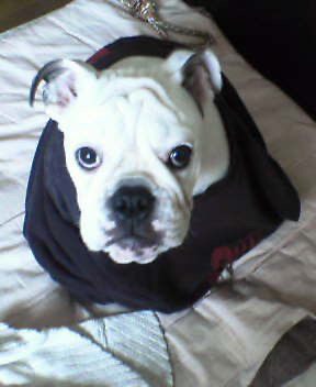 スカラベもへやん